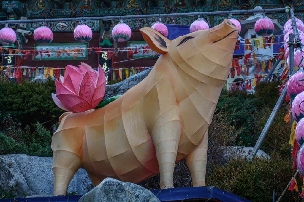 Pig lantern with a lotus lanterns on its back and around it with a Korean temple, shrubs and large stones in the background and foreground.